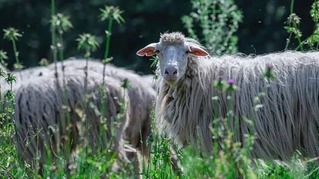 Anteprima di Pecorino sardo
